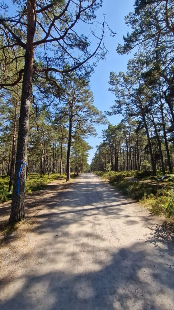 Skogspromenad på väg mot Trouvillestranden på Sandön
